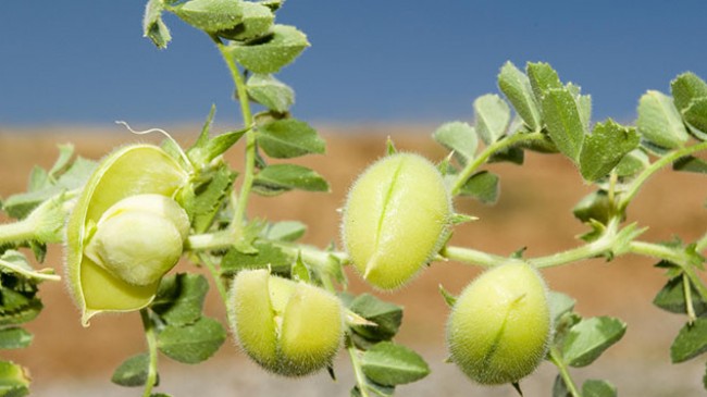 Nohut Tarımı Nasıl Yapılır?