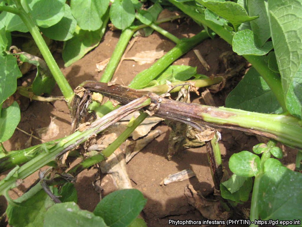 Domates Mildiyösü Hastalığı Belirtileri, Nedenleri Ve Mücadelesi