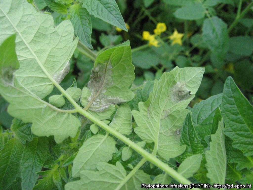 Domates Mildiyösü Hastalığı Belirtileri, Nedenleri Ve Mücadelesi