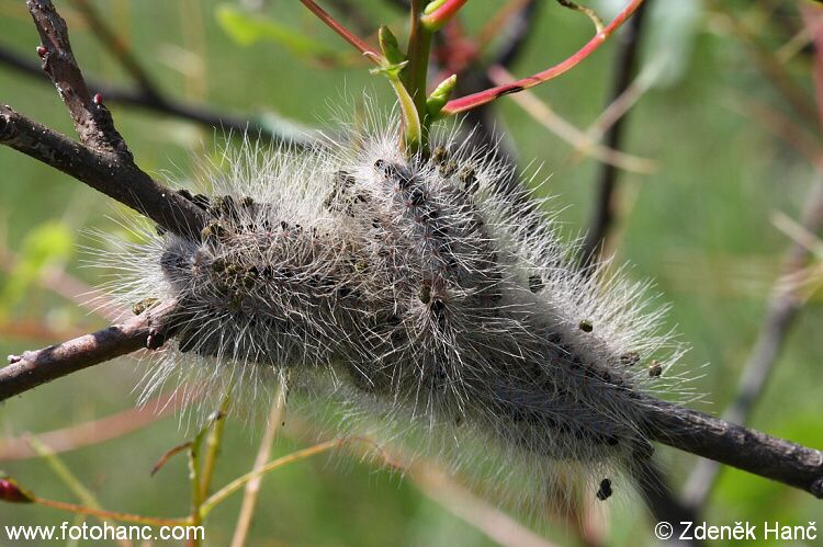 Antep Fıstığı Gözkurdu Zararlısı Ve Mücadele Yöntemleri