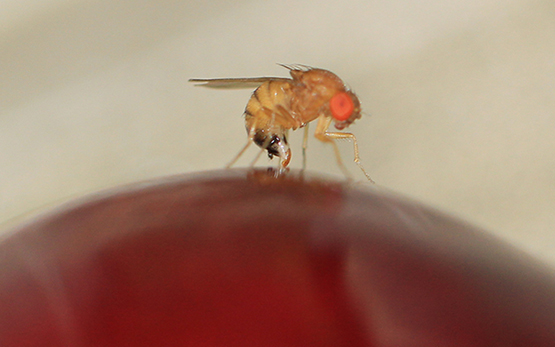 Kiraz Sirke Sineği (Drosophila Suzukii) Zararlısı Ve Mücadele Yöntemleri