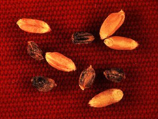 Buğday Gal Nematodu (Anguina Tritici) Hastalığı