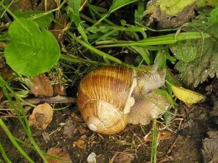 Salyangoz (Helix Spp.) Ve Sümüklü Böcekler (Limax Spp.) Zararlısı Salyangoz (Helix Spp.) Ve Sümüklü Böcekler (Limax Spp.) Zararlısı