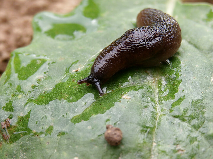 Salyangoz (Helix Spp.) Ve Sümüklü Böcekler (Limax Spp.) Zararlısı Salyangoz (Helix Spp.) Ve Sümüklü Böcekler (Limax Spp.) Zararlısı