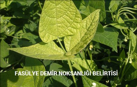 Fasulye Yetiştiriciliğinde Gübreleme Programı Nasıl Olmalıdır? Fasülyede Demir Noksanlığı