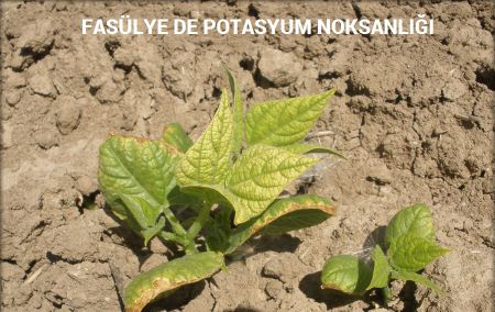 Fasulye Yetiştiriciliğinde Gübreleme Programı Nasıl Olmalıdır? Fasülyede Potasyum Noksanlığı