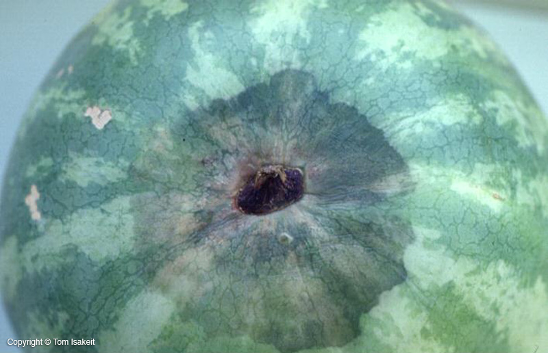 Diplodia Meyve Çürüklüğü Hastalığı Nedir? Belirtileri Ve Nedenleri Diplodia Meyve Çürüklüğü Hastalığı Nedir? Belirtileri Ve Nedenleri