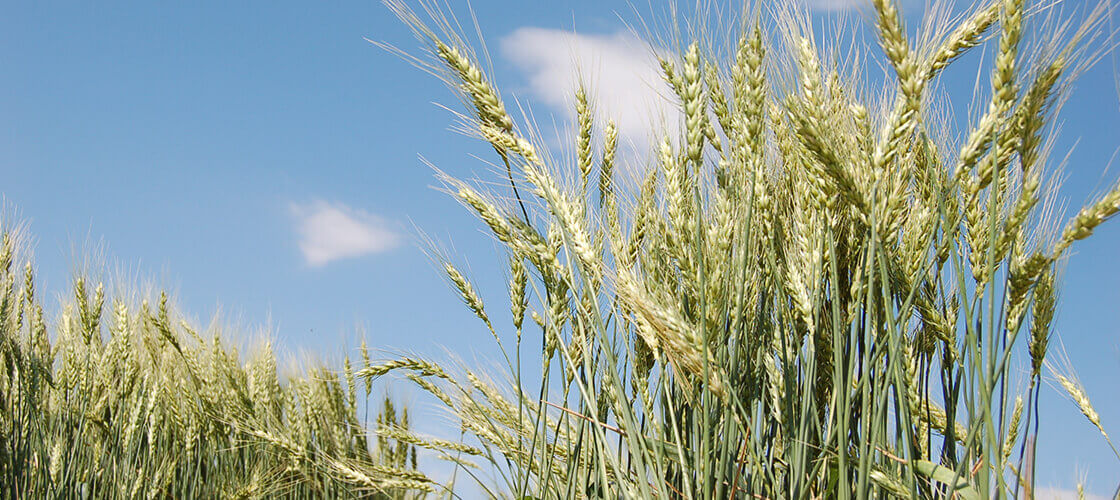 Buğdayda Üst Gübreleme