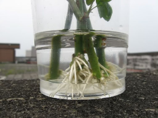 Bitki Gelişim Düzenleyiciler