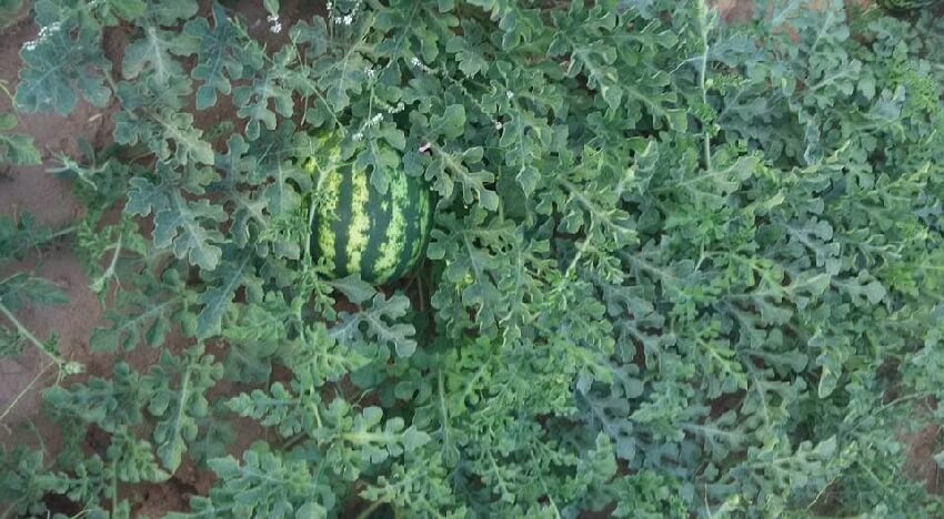 Örtüaltı Karpuz Yetiştiriciliği