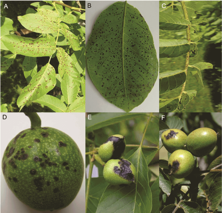 Ceviz Bakteriyel Yanıklığı Hast. Belirtileri, Nedenleri Ve Mücadelesi