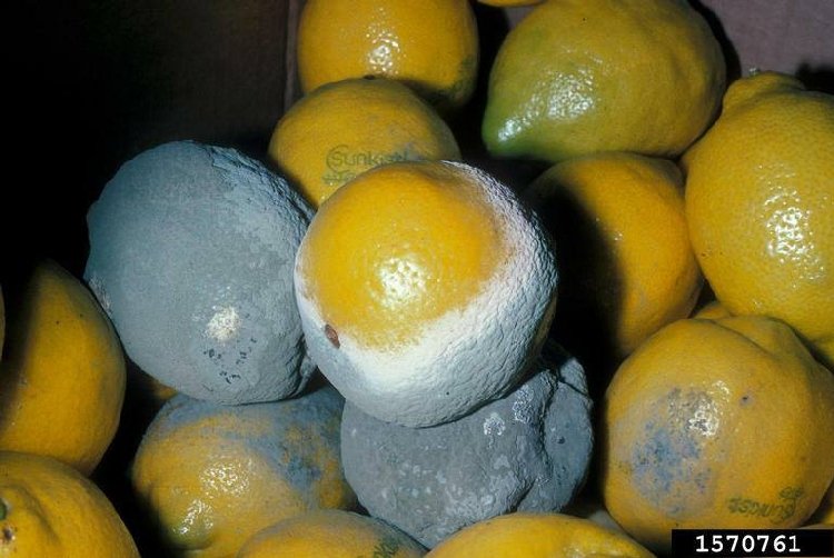 Mavi Küf (Penicillium Expansum) Yetiştiriciliği Ve Bakımı