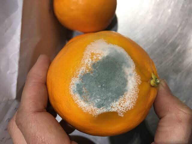 Mavi Küf (Penicillium Expansum) Yetiştiriciliği Ve Bakımı