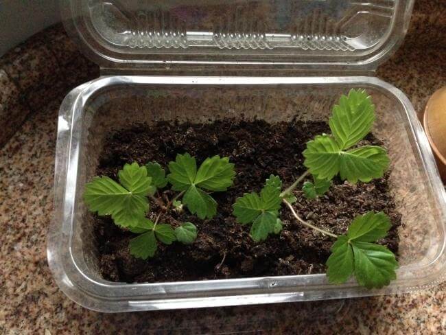 Çilek Tohumu Çimlendirme Nasıl Yapılır?