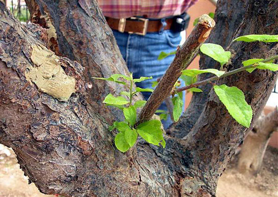 Erik Ağacı Ne Zaman Ve Nasıl Aşılanır?