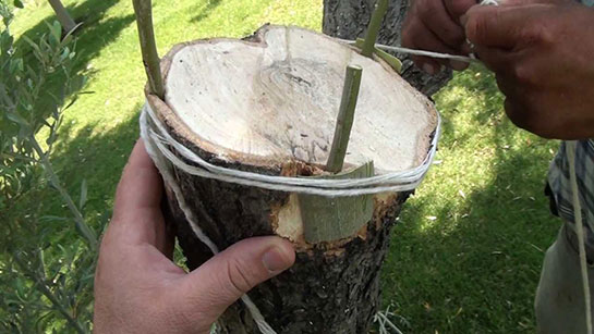 Zeytin Ağacı Ne Zaman Ve Nasıl Aşılanır?