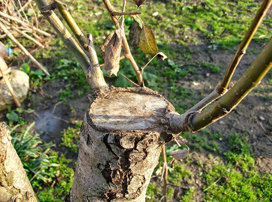 Kayısı ağacına aşı yapma