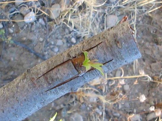 Badem Ağacı Ne Zaman Ve Nasıl Aşılanır?