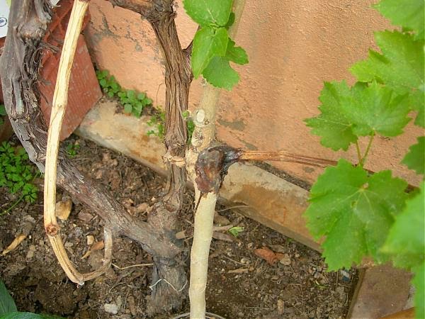 Bitki Aşılama Teknikleri Nelerdir?