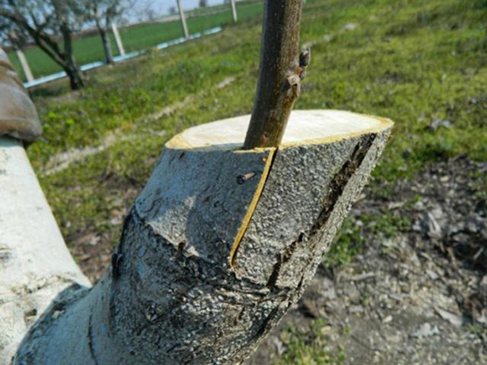 Ceviz Ağacı Ne Zaman Ve Nasıl Aşılanır?