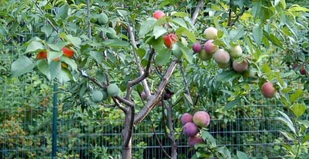 Aşılama Teknikleri Nelerdir, Nelere Dikkat Etmek Gerekir?
