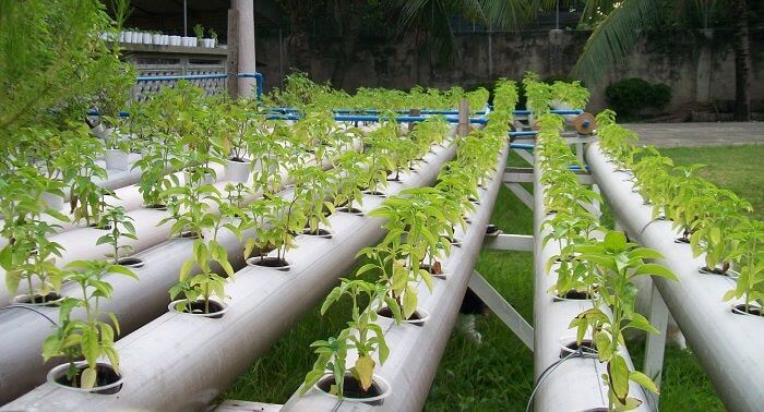 Topraksız Tarım Nasıl Yapılır? Topraksız Tarım Nasıl Yapılır?