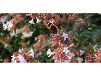 Abelia X Grandiflora (Kaliedoscope) Çiçeği Abelia X Grandiflora (Kaliedoscope) Çiçeği