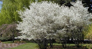 Amelanchier Canadiensis (Amelanchier Lamarckii) Ağacı Amelanchier Canadiensis (Amelanchier Lamarckii) Ağacı