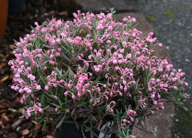 Andromeda Polifolia (Blue Ice) Çiçeği Andromeda Polifolia (Blue Ice) Çiçeği