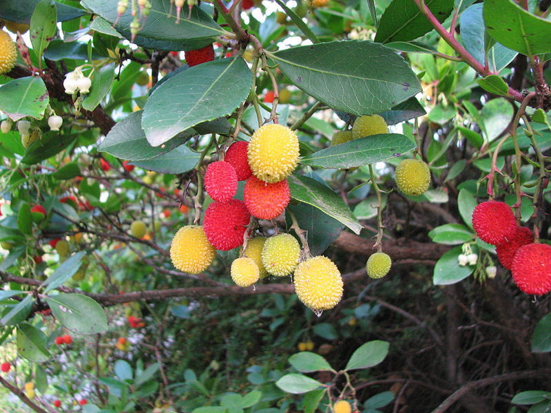 Arbutus Unedo Bitkisi Arbutus Unedo Bitkisi