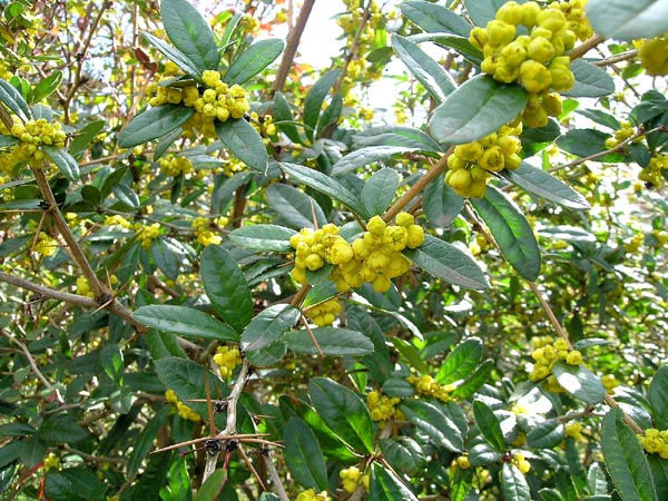Berberis Julianae Ağacı Berberis Julianae Ağacı