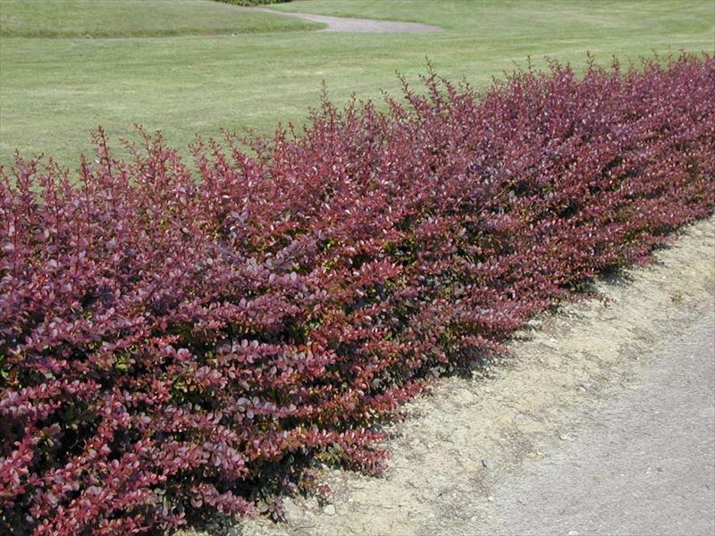Berberis Thunbergii (Atropurpuea) Çalısı Berberis Thunbergii (Atropurpuea) Çalısı