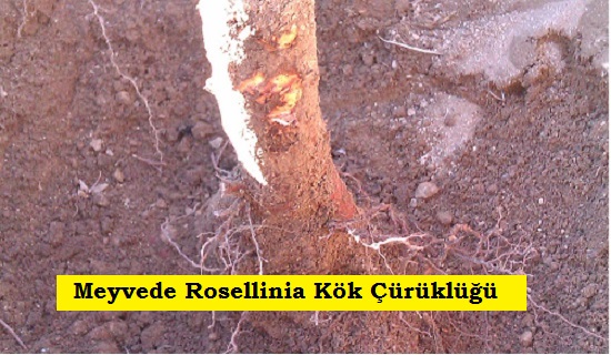 Rosellinia Kök Çürüklüğü