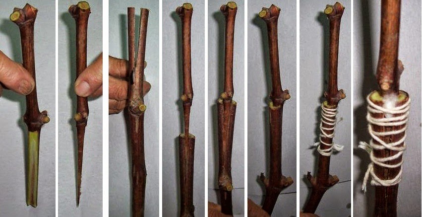 Anaç Ve Kalemin Kaynaştırılması (Aşılama)