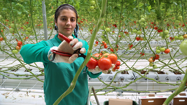 Serada Domates Yetiştiriciliği Nasıl Yapılır?