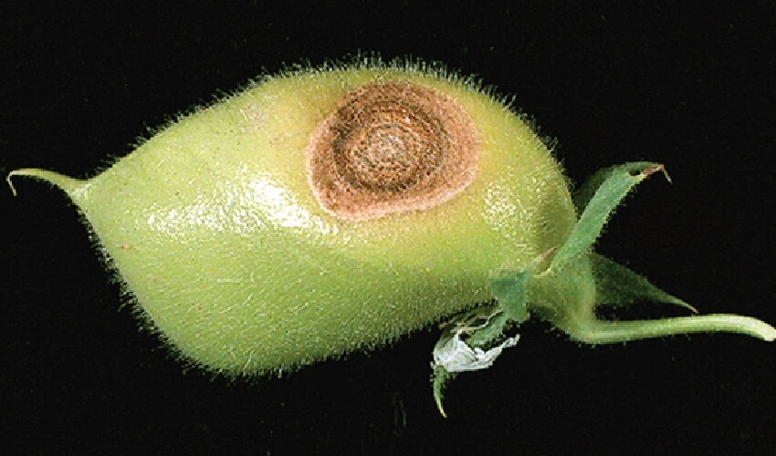 Nohut Antraknozu Hastalığı