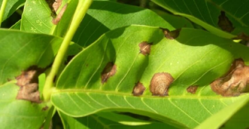 Ceviz Antraknozu Hastalığı