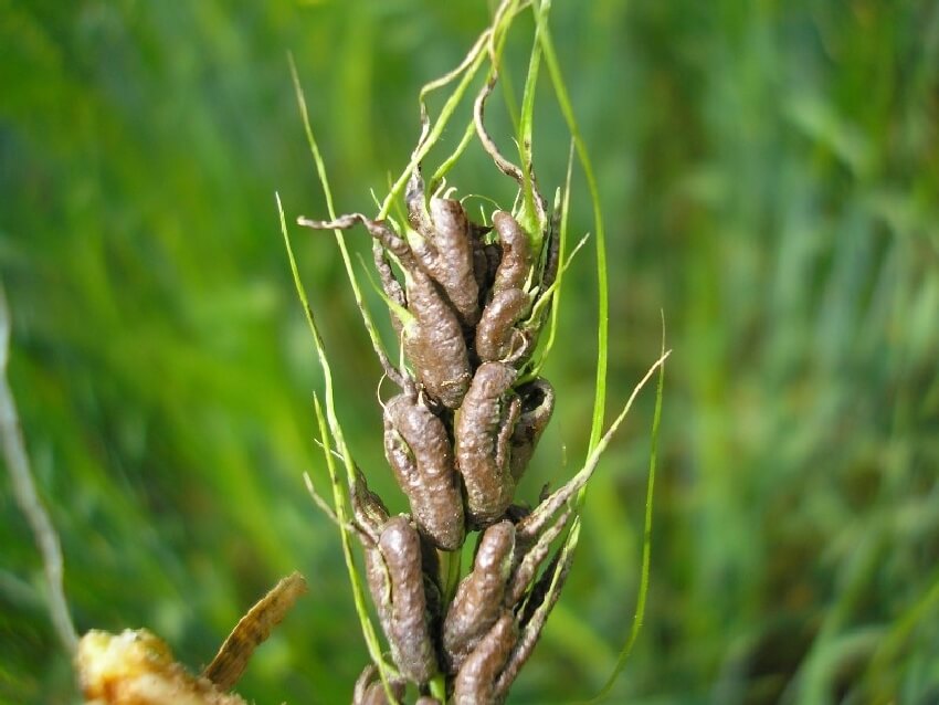Önemli Tahıl Hastalıkları Belirtileri, Nedenleri Ve Mücadelesi