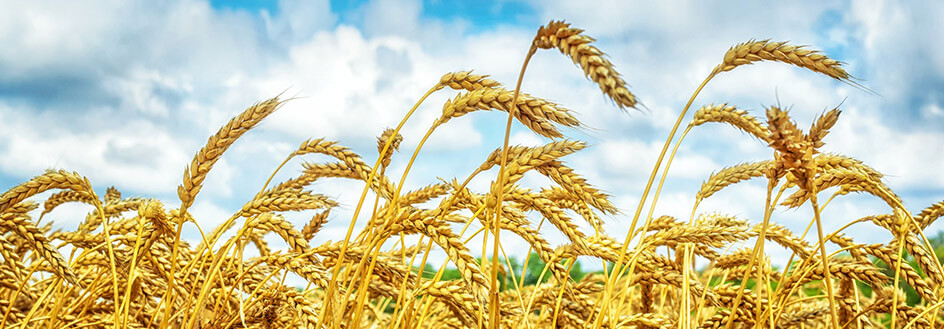 Buğdayda Yüksek Verim İçin Nelere Dikkat Etmek Gerekir?