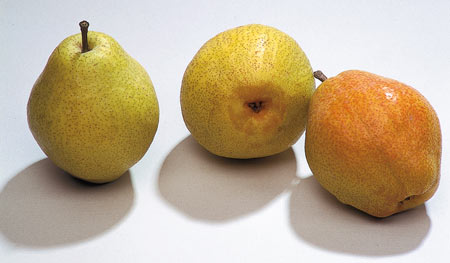 Marguerite Marillat Armut Çeşidi