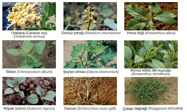 Yabancı Otlara Karşı İlaç Listesi Yabancı Otlara Karşı İlaç Listesi
