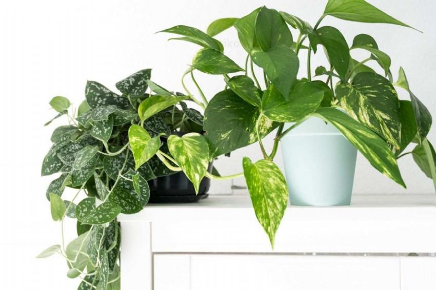 Salon Bitkileri: Hangi Bitkiler Tercih Edilmeli? Salon Bitkileri: Hangi Bitkiler Tercih Edilmeli?