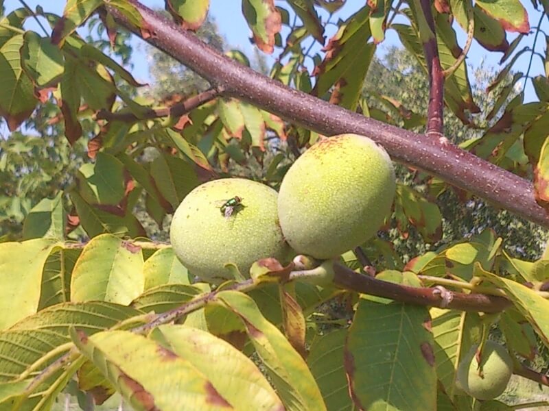 Ceviz Yeşil Sineği 