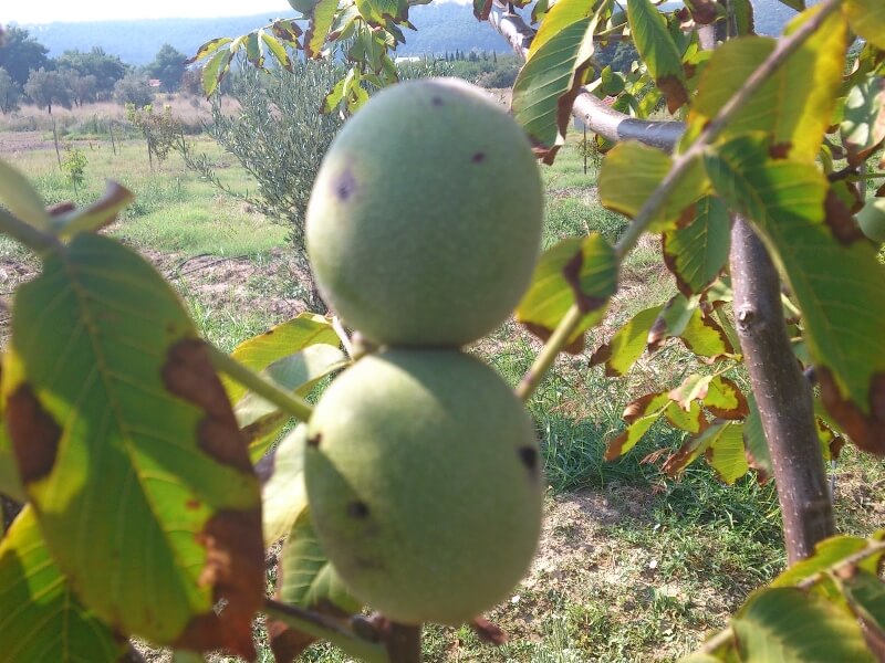 Ceviz Yeşil Sineği 