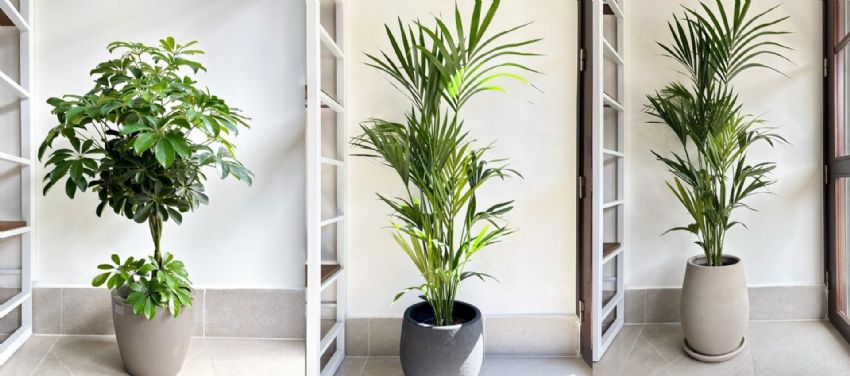 Farklı Oda Tipleri İçin Süs Bitkileri