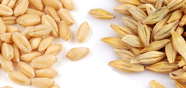 Arpa İle Buğday Arasındaki Farklar Nelerdir?