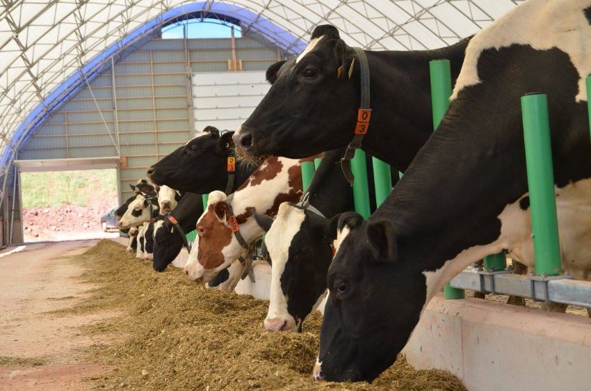 Hayvan Sayısı Artarken Verimliliği Korumak