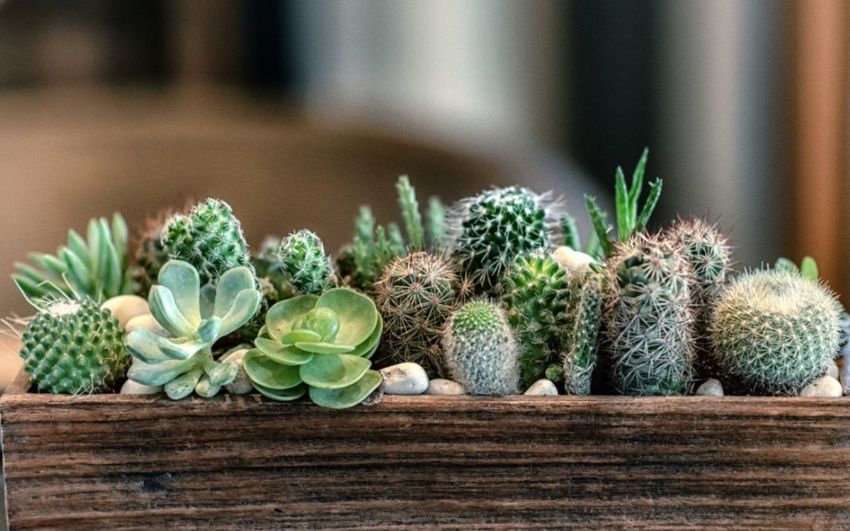 Kaktüs ve sukulentler