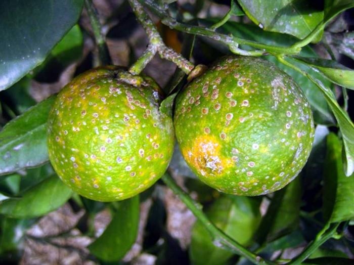 Turunçgil Kabuklu Biti