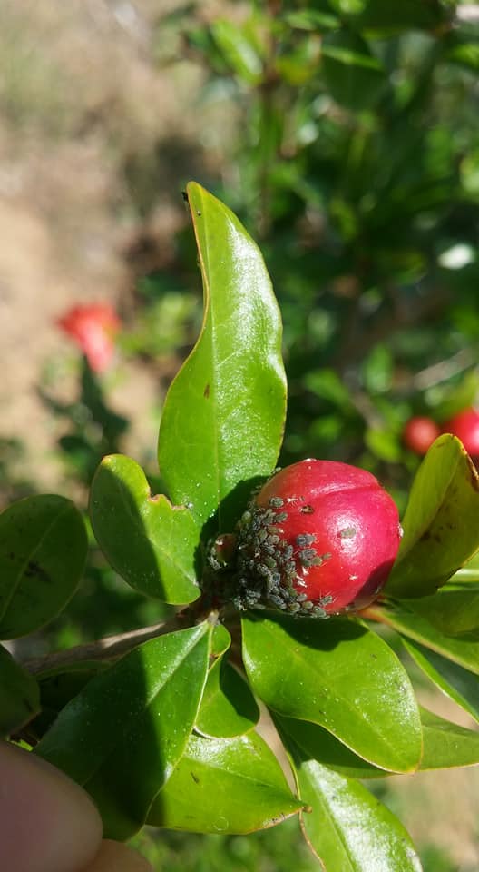 Yaprak Biti Zararlıları